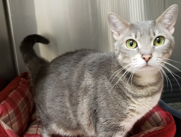 Preventive Care for Cats