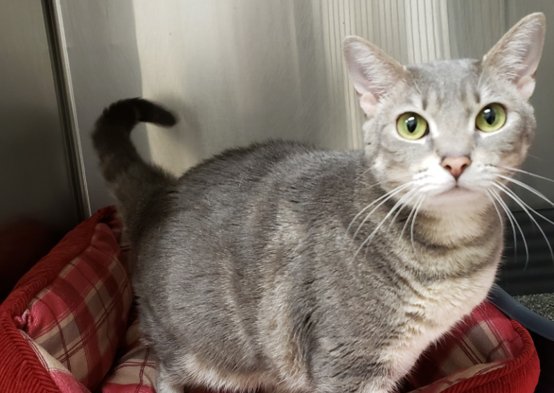 Carousel Slide 5: We are a feline-friendly practice