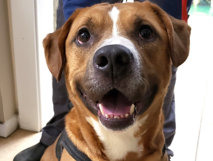 Preventive Care for Dogs