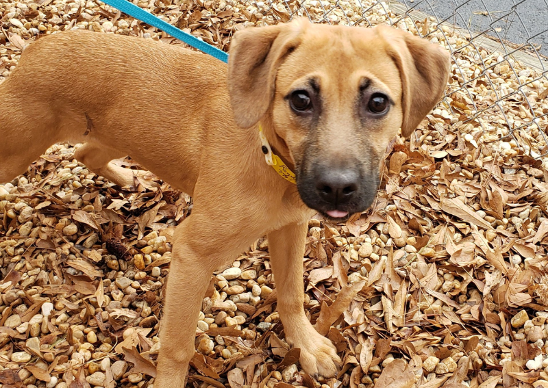 Carousel Slide 4: Check out our loving adoptable pets!